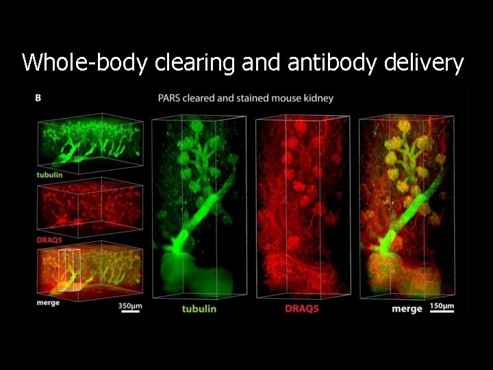 Whole-body clearing and antibody delivery 
