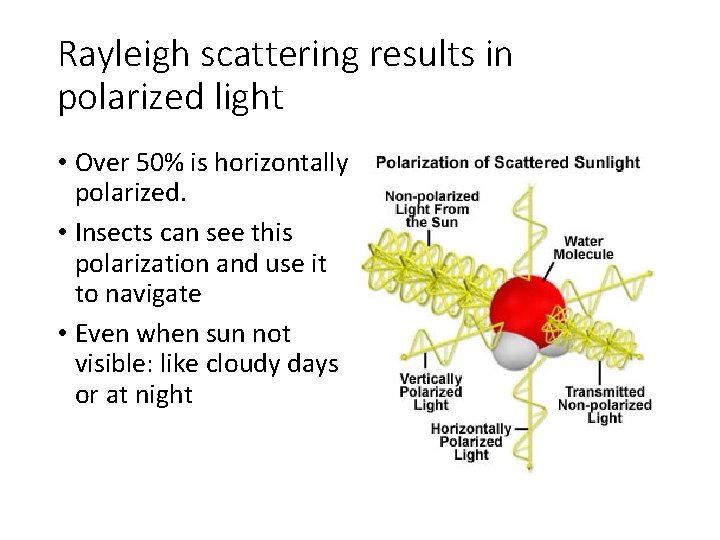 Rayleigh scattering results in polarized light • Over 50% is horizontally polarized. • Insects