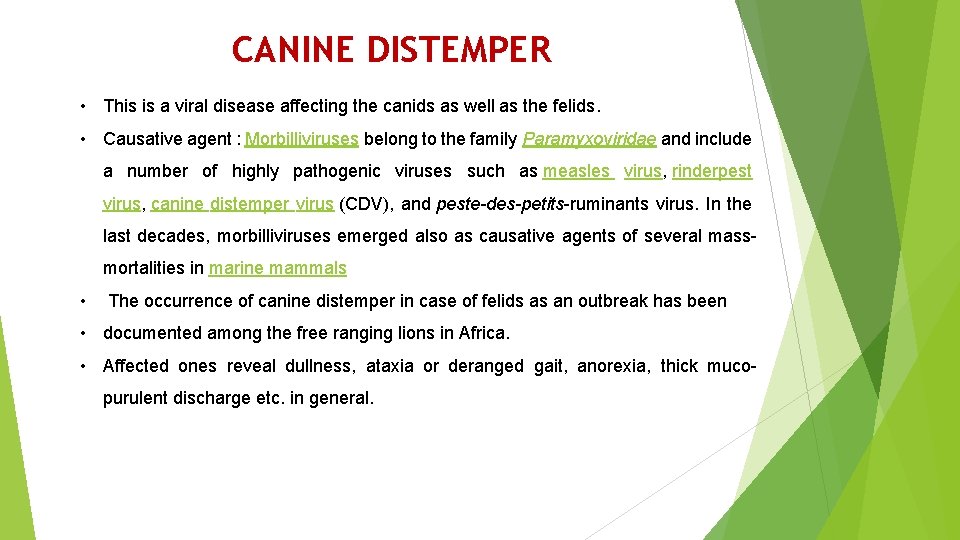 CANINE DISTEMPER • This is a viral disease affecting the canids as well as