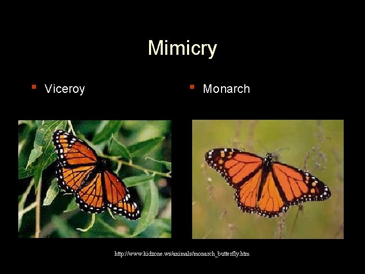 Mimicry ▪ Viceroy ▪ Monarch http: //www. kidzone. ws/animals/monarch_butterfly. htm 