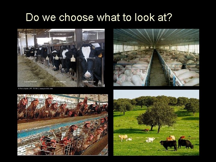 Do we choose what to look at? 