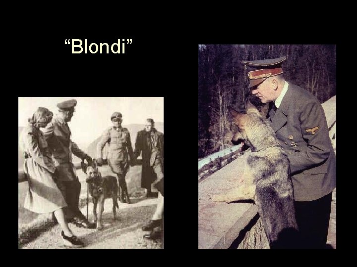 “Blondi” 