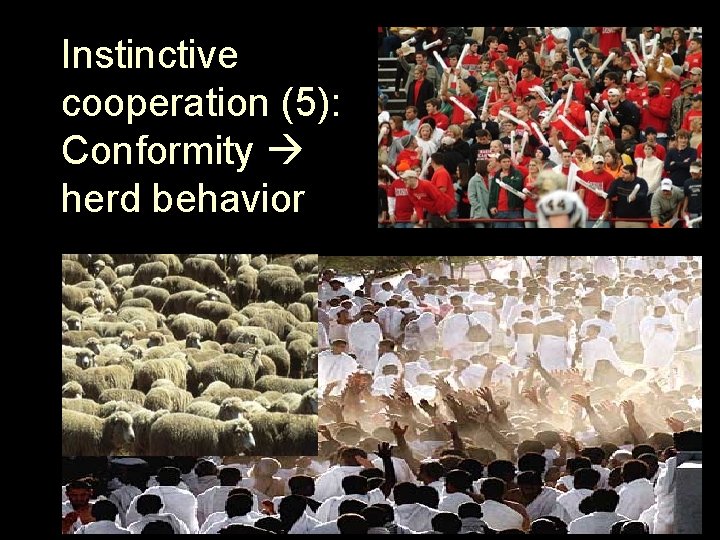 Instinctive cooperation (5): Conformity herd behavior 