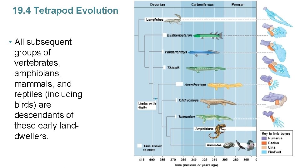 19. 4 Tetrapod Evolution • All subsequent groups of vertebrates, amphibians, mammals, and reptiles