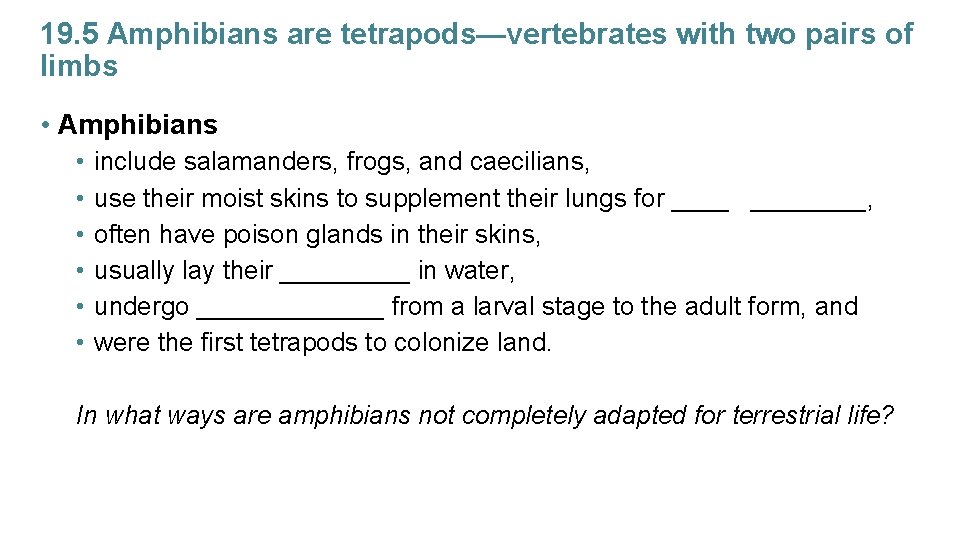 19. 5 Amphibians are tetrapods—vertebrates with two pairs of limbs • Amphibians • •