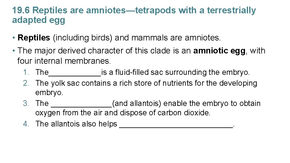 19. 6 Reptiles are amniotes—tetrapods with a terrestrially adapted egg • Reptiles (including birds)