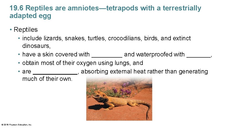 19. 6 Reptiles are amniotes—tetrapods with a terrestrially adapted egg • Reptiles • include