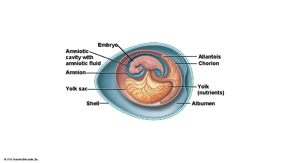 Embryo Amniotic cavity with amniotic fluid Allantois Chorion Amnion Yolk sac Shell © 2018