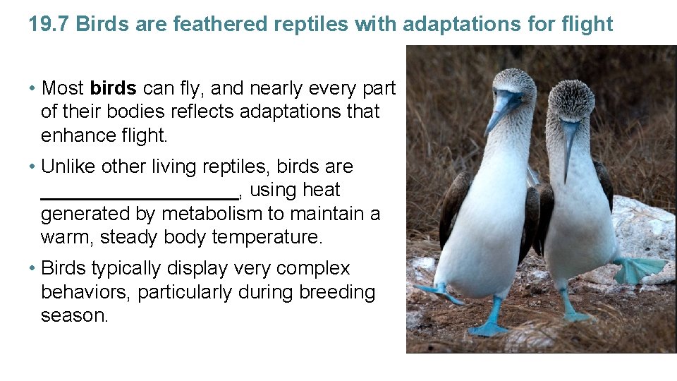 19. 7 Birds are feathered reptiles with adaptations for flight • Most birds can