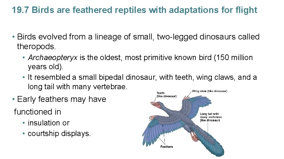 19. 7 Birds are feathered reptiles with adaptations for flight • Birds evolved from