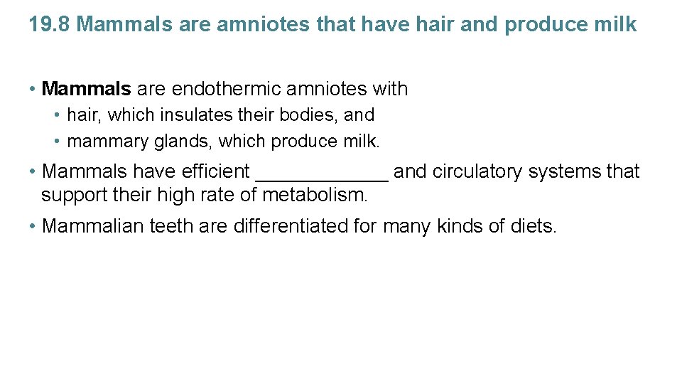 19. 8 Mammals are amniotes that have hair and produce milk • Mammals are