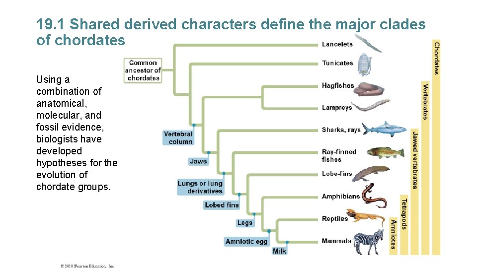 19. 1 Shared derived characters define the major clades of chordates Using a combination