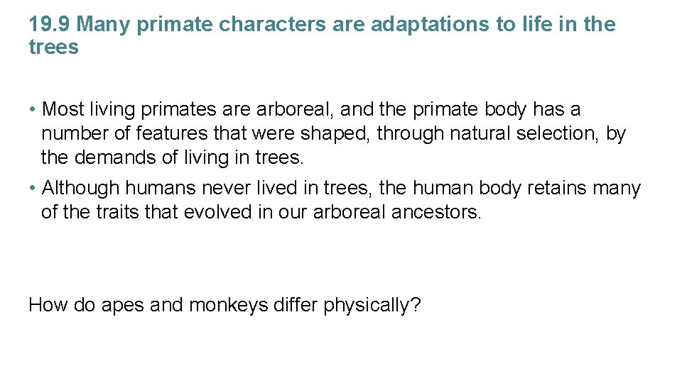 19. 9 Many primate characters are adaptations to life in the trees • Most