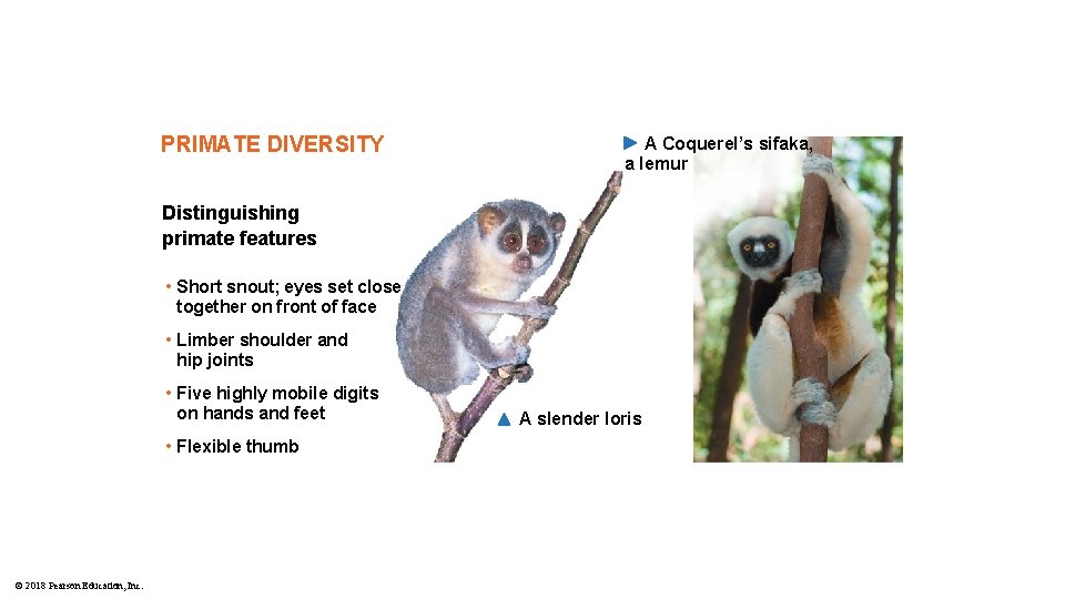 PRIMATE DIVERSITY A Coquerel’s sifaka, a lemur Distinguishing primate features • Short snout; eyes
