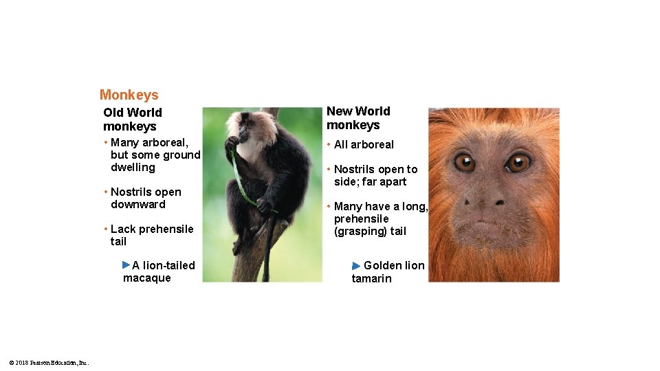 Monkeys Old World monkeys New World monkeys • Many arboreal, but some ground dwelling