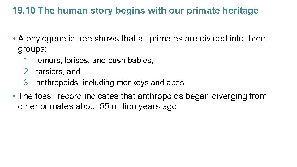 19. 10 The human story begins with our primate heritage • A phylogenetic tree