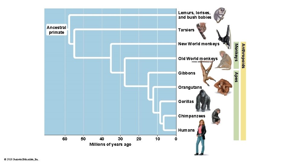Lemurs, lorises, and bush babies Ancestral primate Tarsiers Orangutans Gorillas Chimpanzees Humans 60 ©