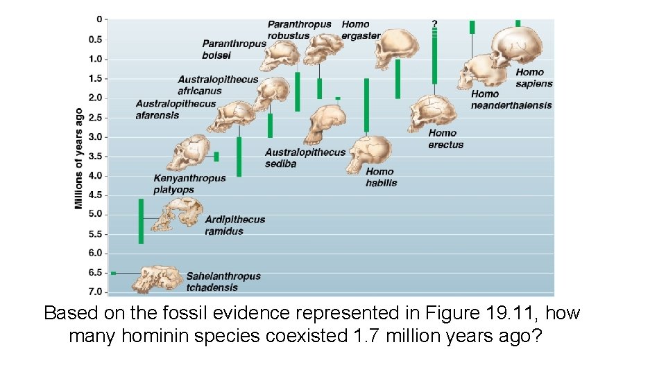 Based on the fossil evidence represented in Figure 19. 11, how many hominin species
