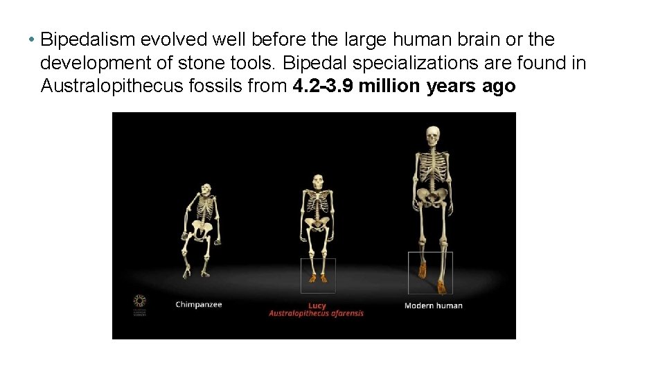  • Bipedalism evolved well before the large human brain or the development of