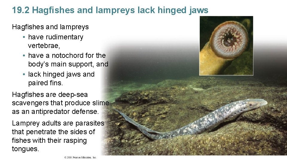 19. 2 Hagfishes and lampreys lack hinged jaws Hagfishes and lampreys • have rudimentary