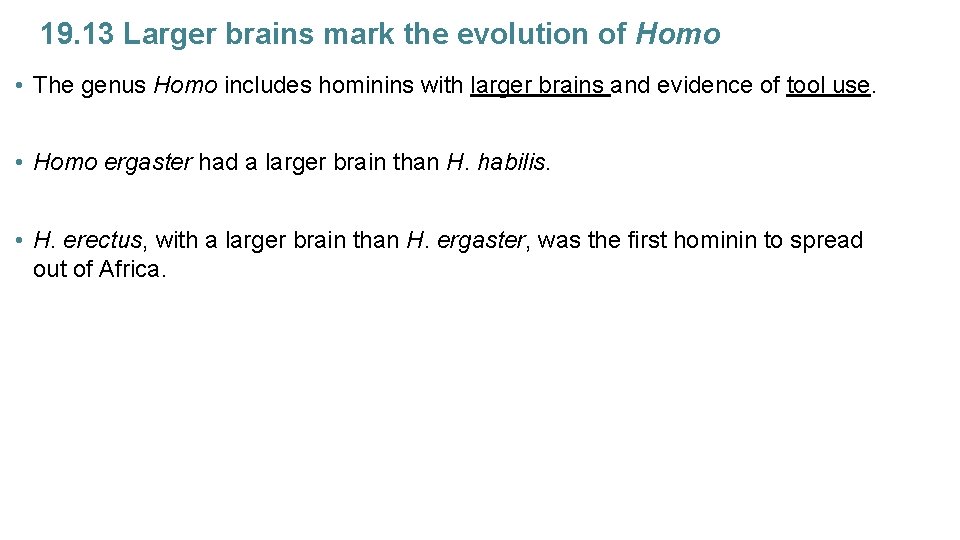 19. 13 Larger brains mark the evolution of Homo • The genus Homo includes
