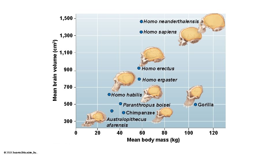 1, 500 Homo neanderthalensis Homo sapiens Mean brain volume (cm 3) 1, 300 1,