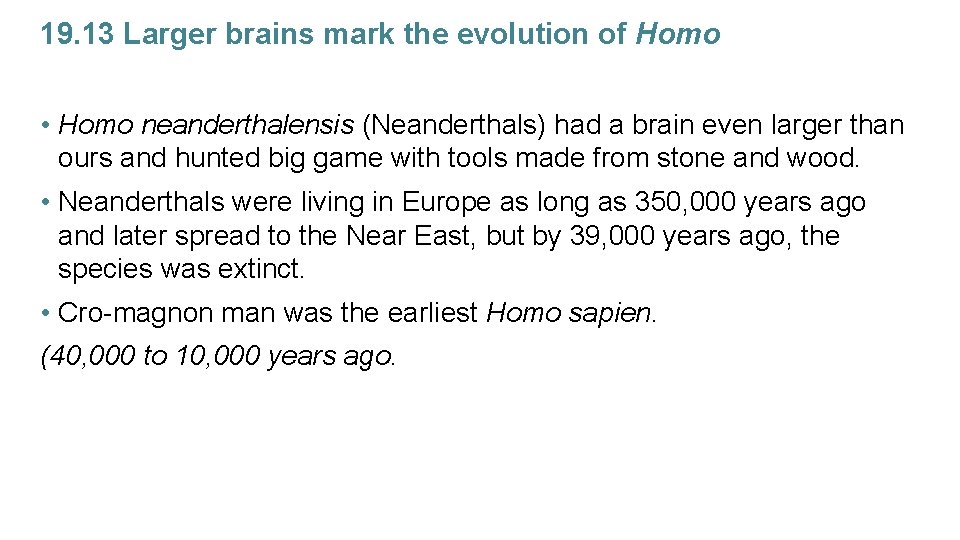 19. 13 Larger brains mark the evolution of Homo • Homo neanderthalensis (Neanderthals) had