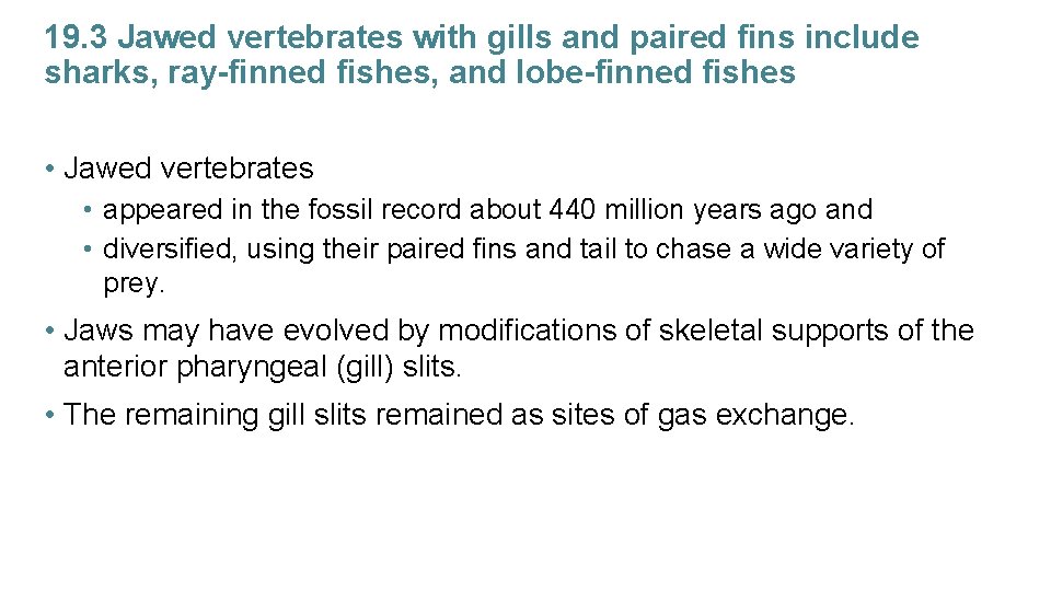19. 3 Jawed vertebrates with gills and paired fins include sharks, ray-finned fishes, and