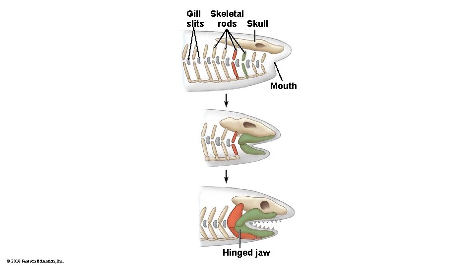 Gill Skeletal slits rods Skull Mouth Hinged jaw © 2018 Pearson Education, Inc. 
