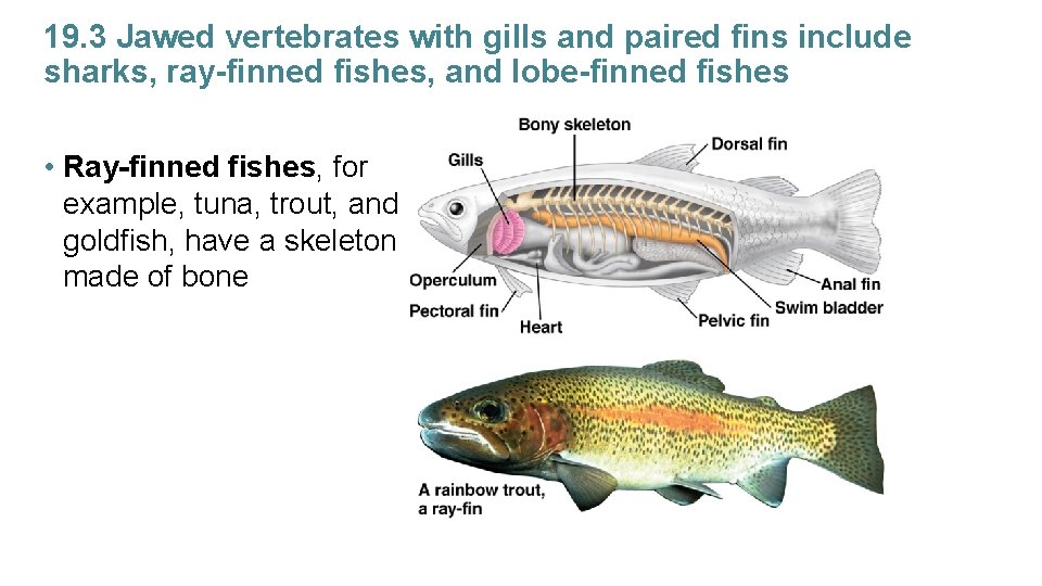 19. 3 Jawed vertebrates with gills and paired fins include sharks, ray-finned fishes, and