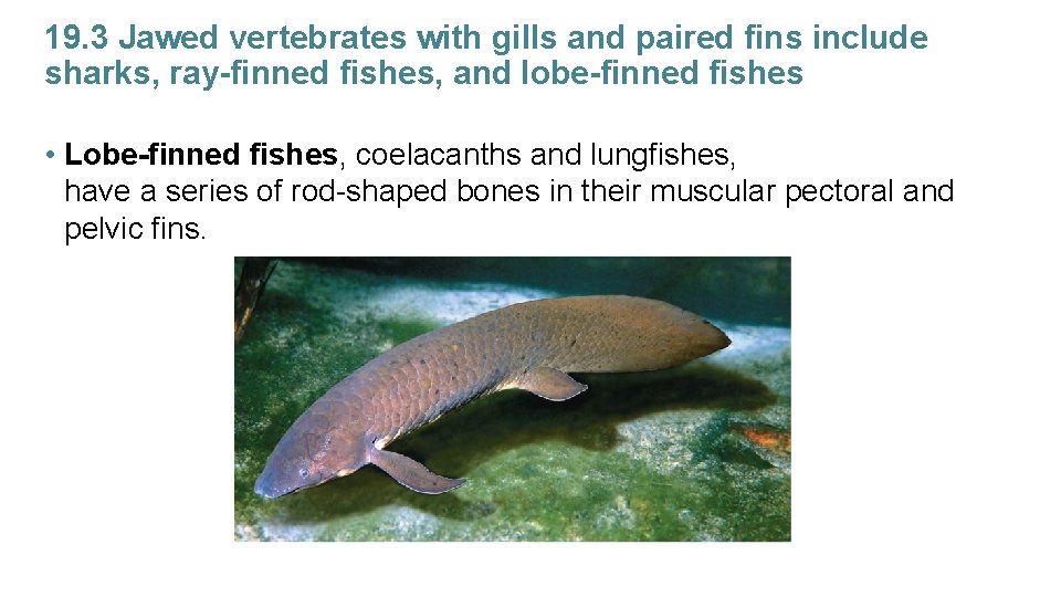 19. 3 Jawed vertebrates with gills and paired fins include sharks, ray-finned fishes, and