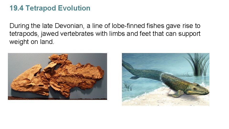 19. 4 Tetrapod Evolution During the late Devonian, a line of lobe-finned fishes gave