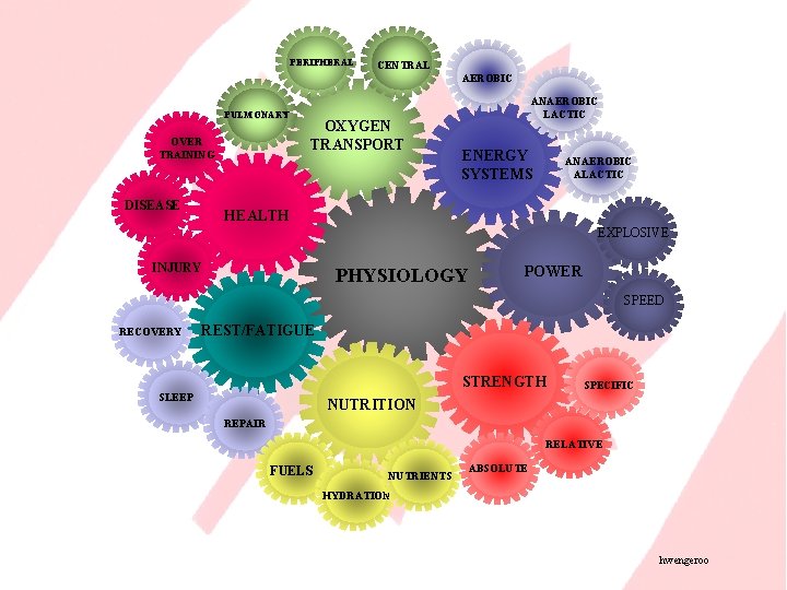 PERIPHERAL CENTRAL AEROBIC PULMONARY OVER TRAINING DISEASE OXYGEN TRANSPORT ANAEROBIC LACTIC ENERGY SYSTEMS ANAEROBIC