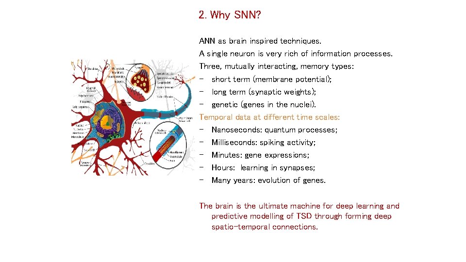 2. Why SNN? ANN as brain inspired techniques. A single neuron is very rich