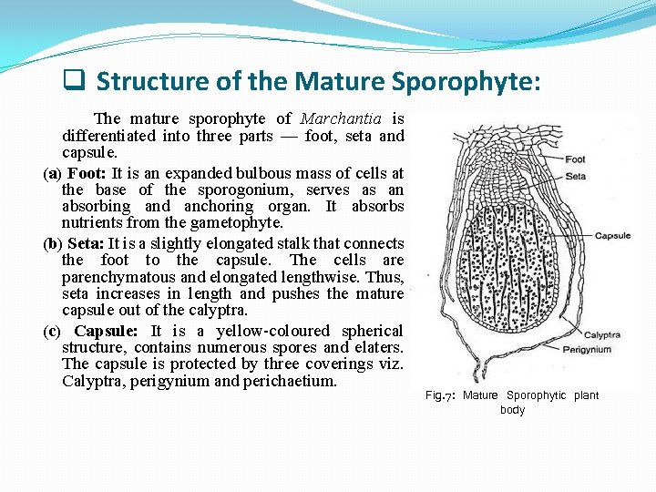 q Structure of the Mature Sporophyte: The mature sporophyte of Marchantia is differentiated into