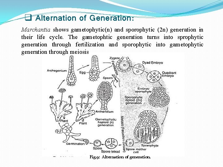 q Alternation of Generation: Marchantia shows gametophytic(n) and sporophytic (2 n) generation in their