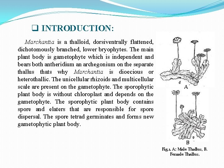 q INTRODUCTION: Marchantia is a thalloid, dorsiventrally flattened, dichotomously branched, lower bryophytes. The main