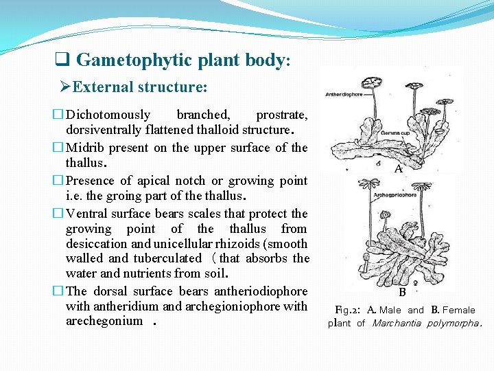 q Gametophytic plant body: ØExternal structure: � Dichotomously branched, prostrate, dorsiventrally flattened thalloid structure.