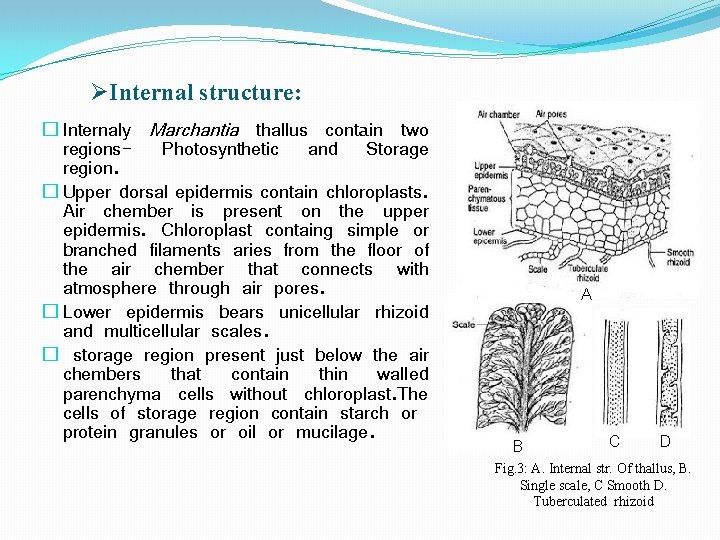 ØInternal structure: � Internaly Marchantia thallus contain two regions- Photosynthetic and Storage region. �