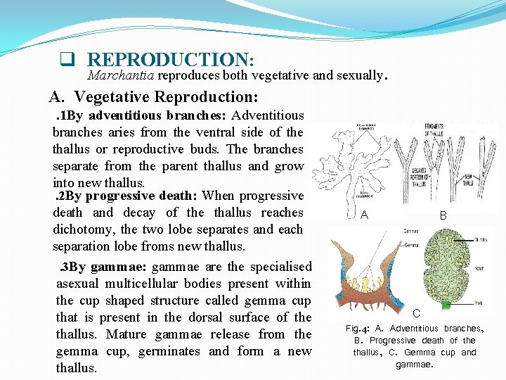 q REPRODUCTION: Marchantia reproduces both vegetative and sexually. A. Vegetative Reproduction: . 1 By