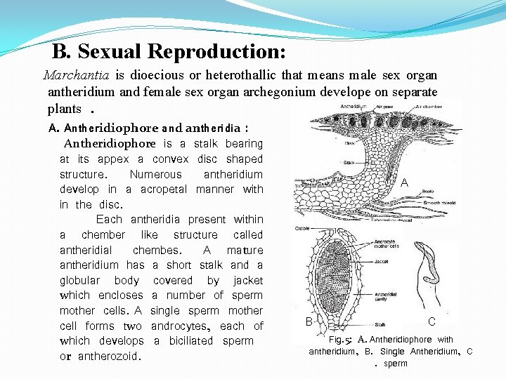B. Sexual Reproduction: Marchantia is dioecious or heterothallic that means male sex organ antheridium