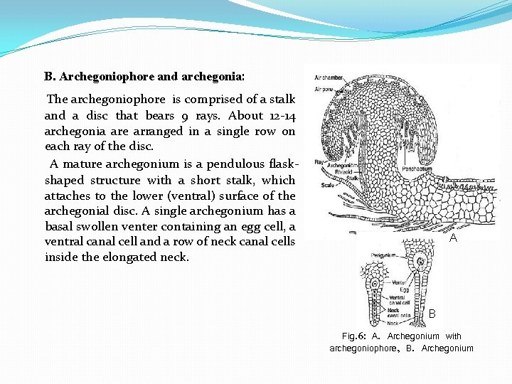 B. Archegoniophore and archegonia: The archegoniophore is comprised of a stalk and a disc