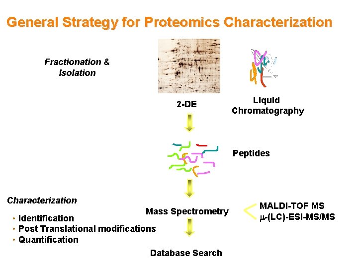 General Strategy for Proteomics Characterization Fractionation & Isolation 2 -DE Liquid Chromatography Peptides Characterization