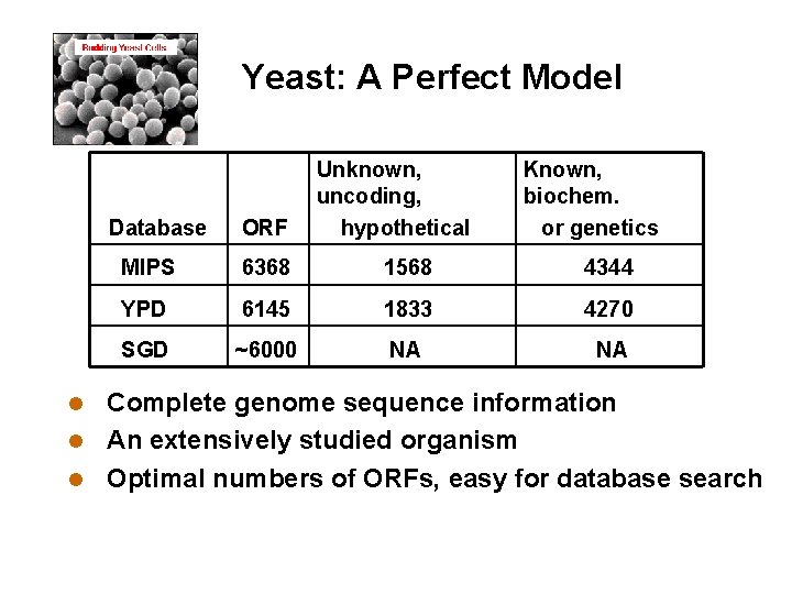 Yeast: A Perfect Model Database ORF Unknown, uncoding, hypothetical Known, biochem. or genetics MIPS