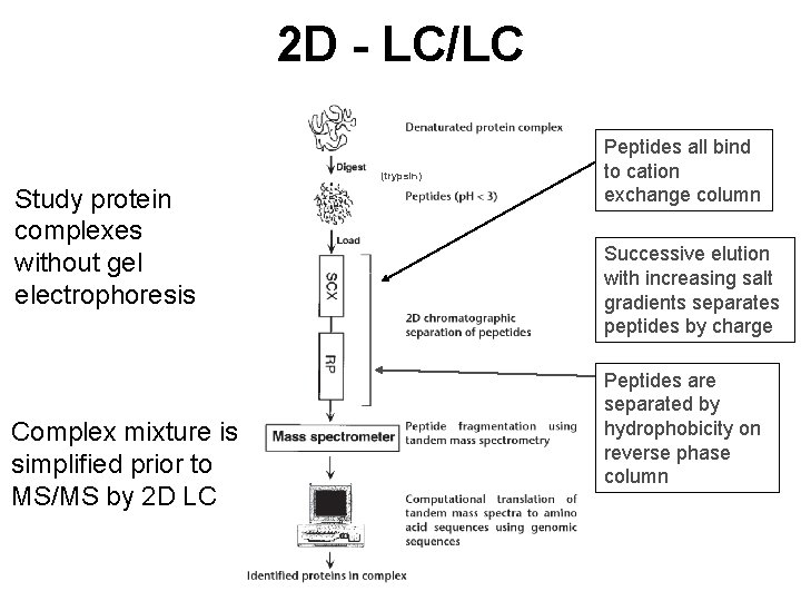 2 D - LC/LC (trypsin) Study protein complexes without gel electrophoresis Complex mixture is
