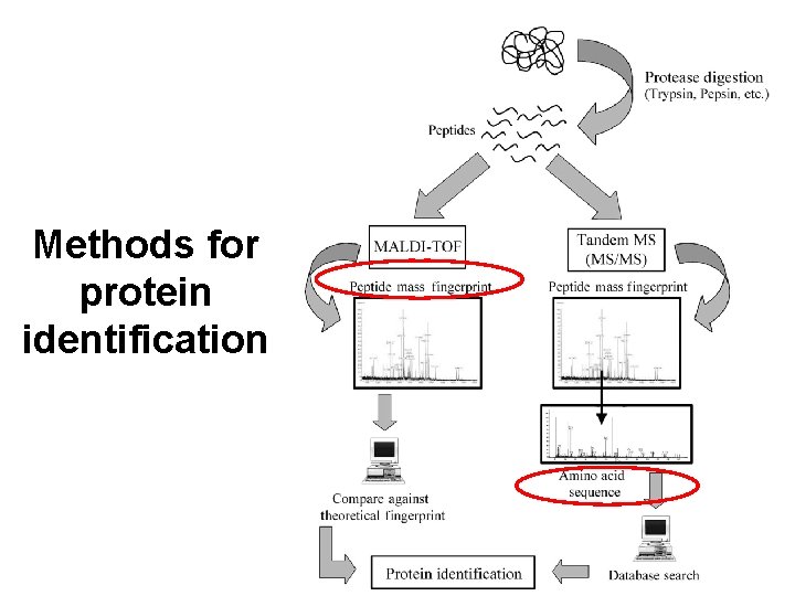 Methods for protein identification 