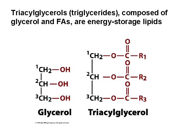 Triacylglycerols (triglycerides), composed of glycerol and FAs, are energy-storage lipids 