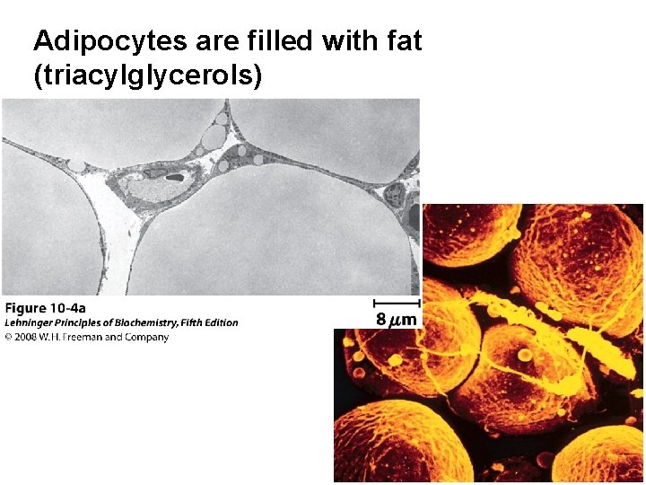 Adipocytes are filled with fat (triacylglycerols) 