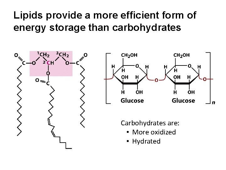 Lipids provide a more efficient form of energy storage than carbohydrates Carbohydrates are: •
