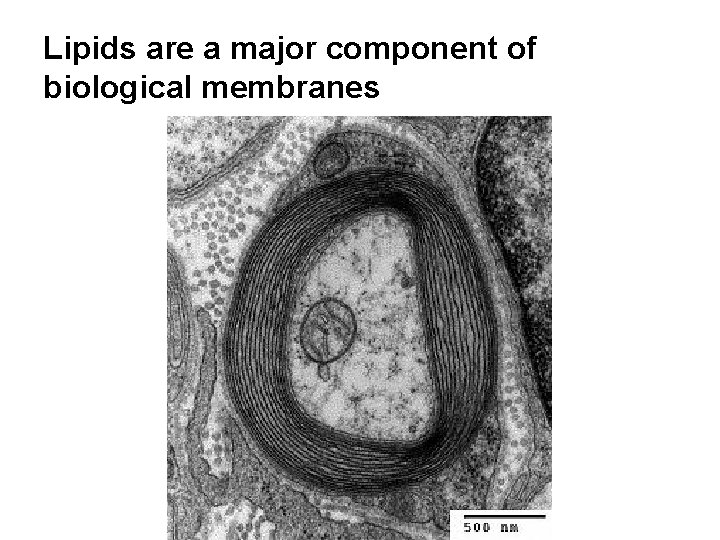 Lipids are a major component of biological membranes 